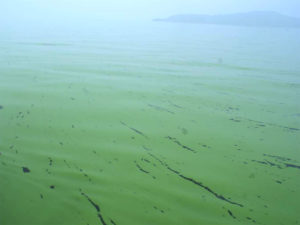 bloom of cyanobacteria (blue-green algae) forming toxic surface layers